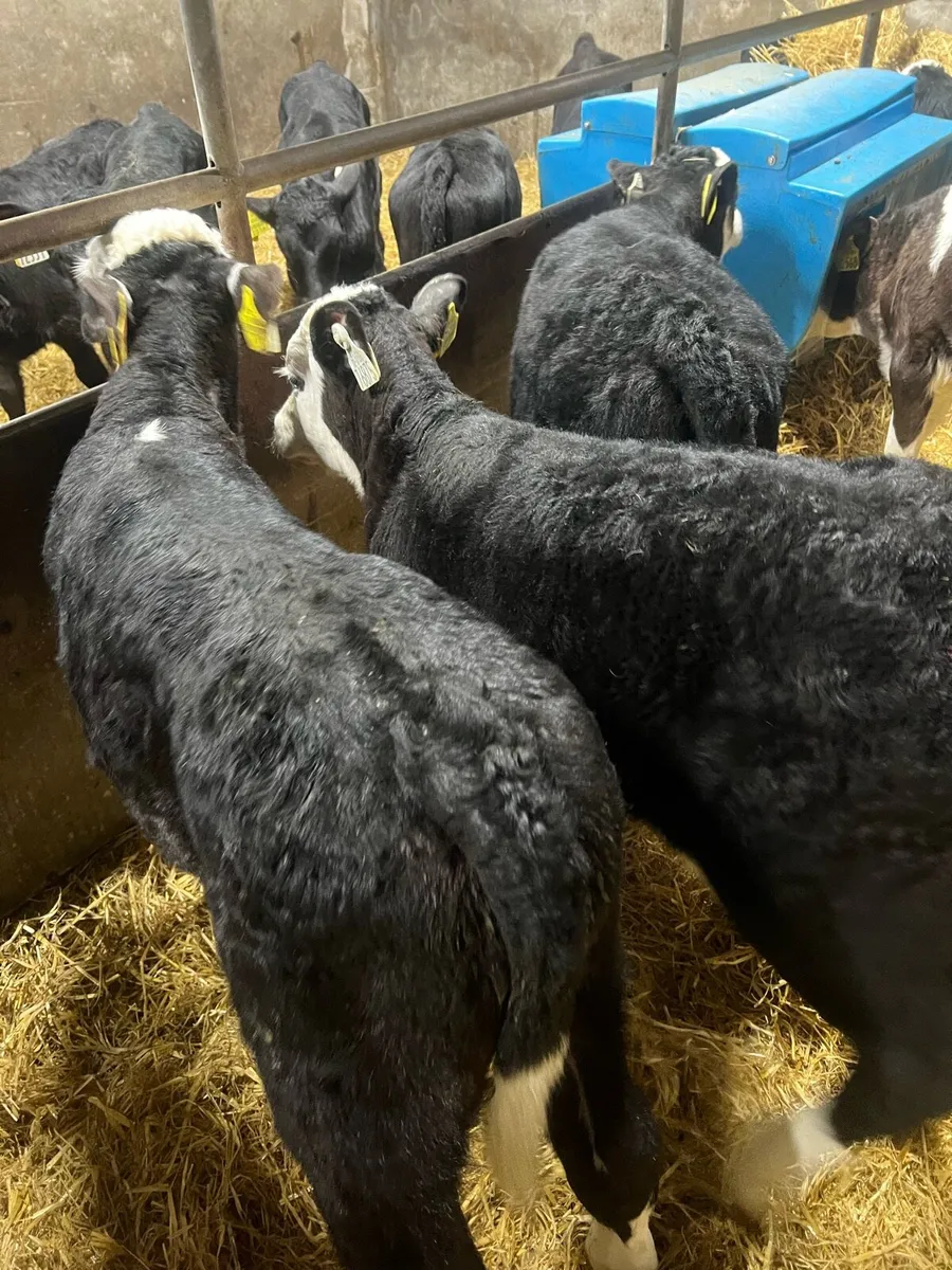 10bl WH bull calfs for sale - Image 3