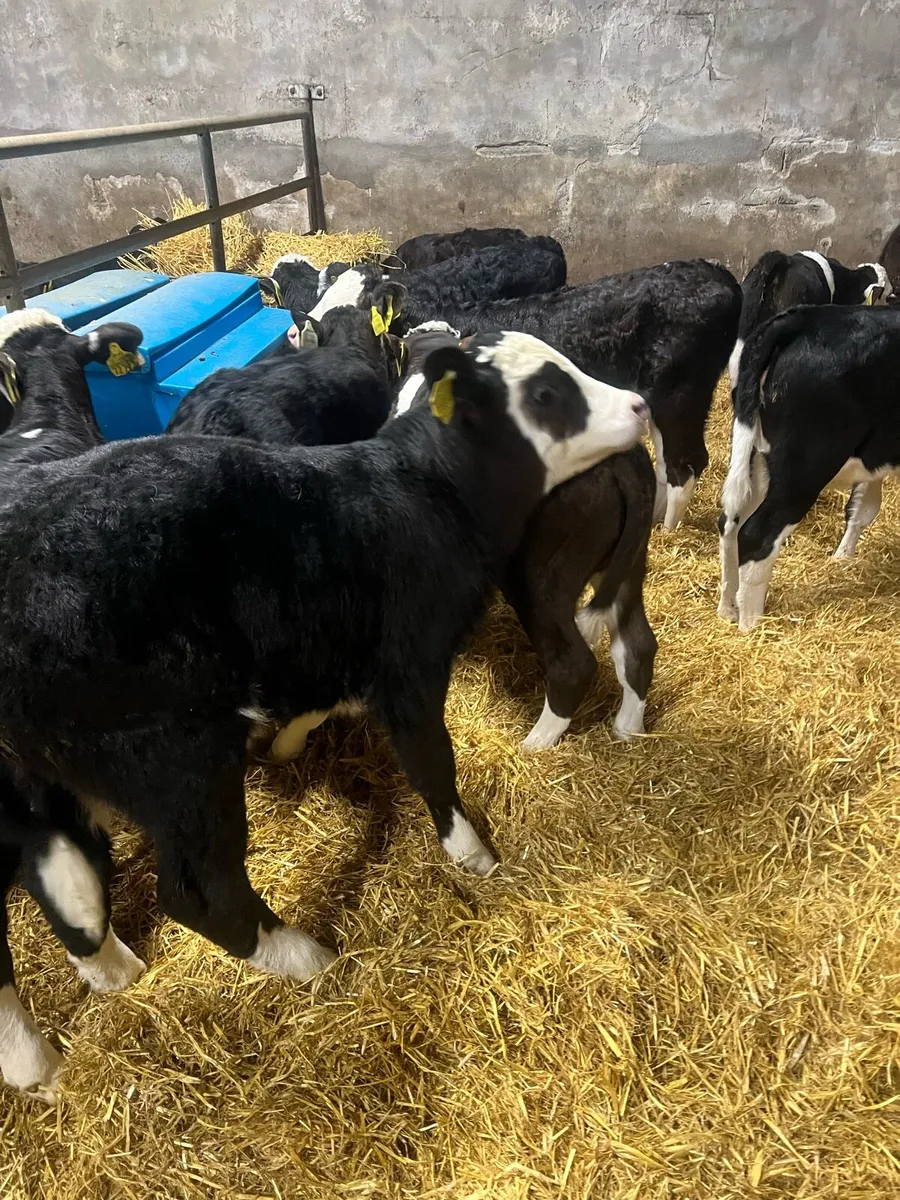 10bl WH bull calfs for sale - Image 4