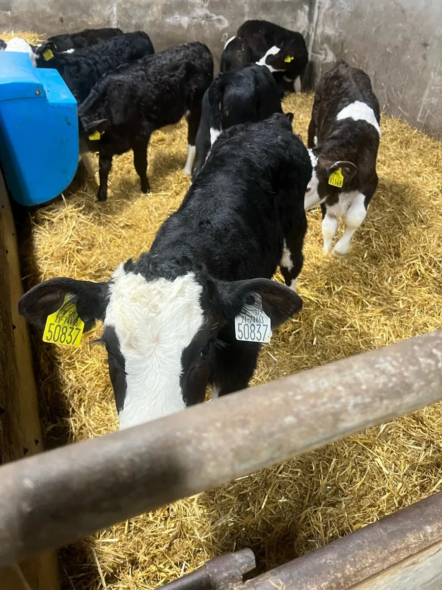 10bl WH bull calfs for sale - Image 1