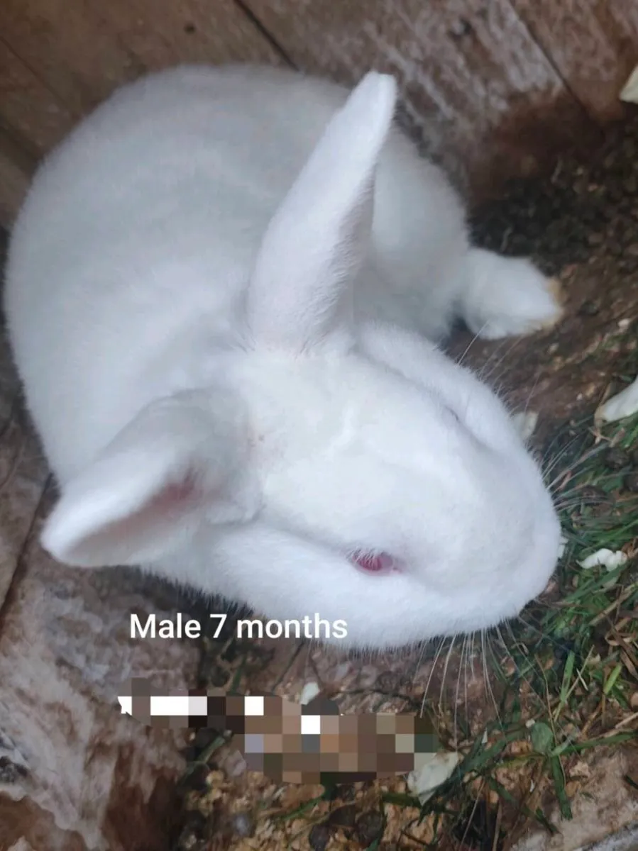 Rabbits - Image 2