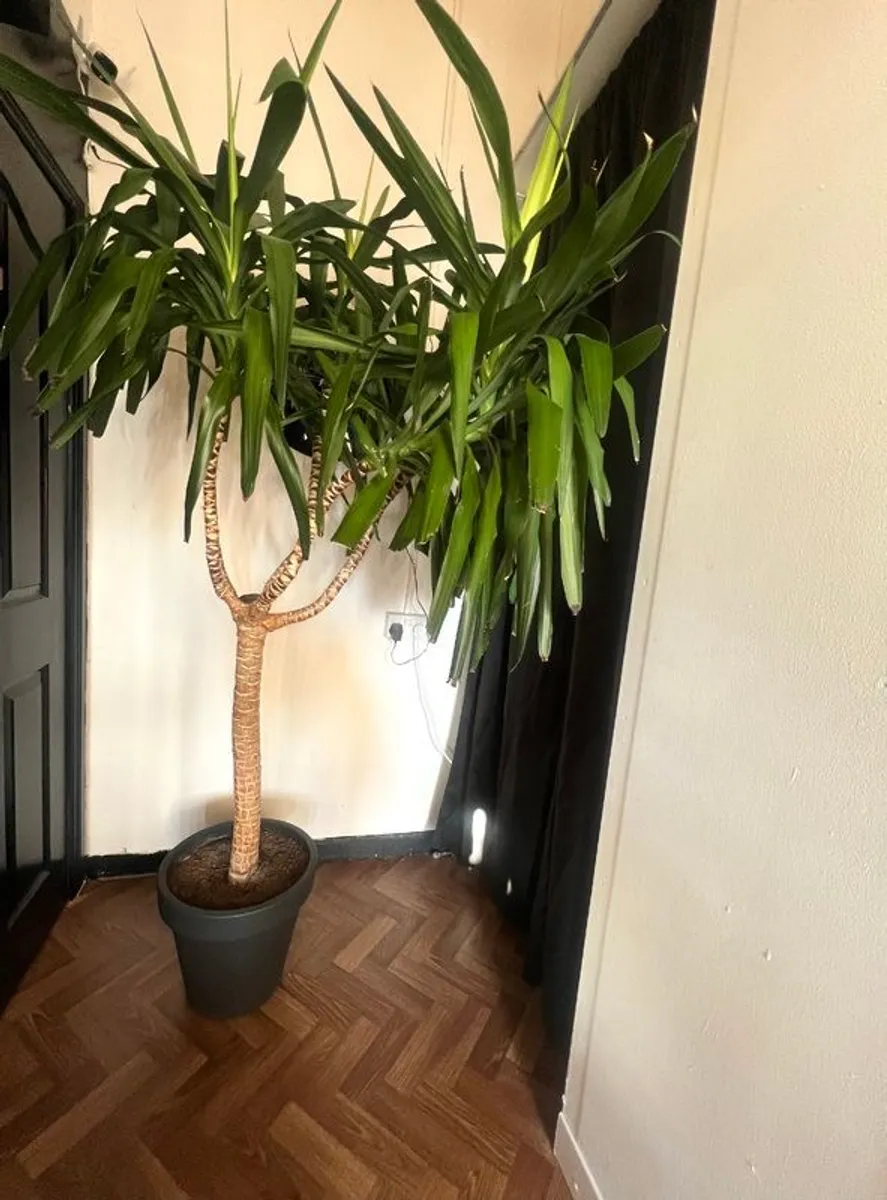 Yucca tree - Image 1
