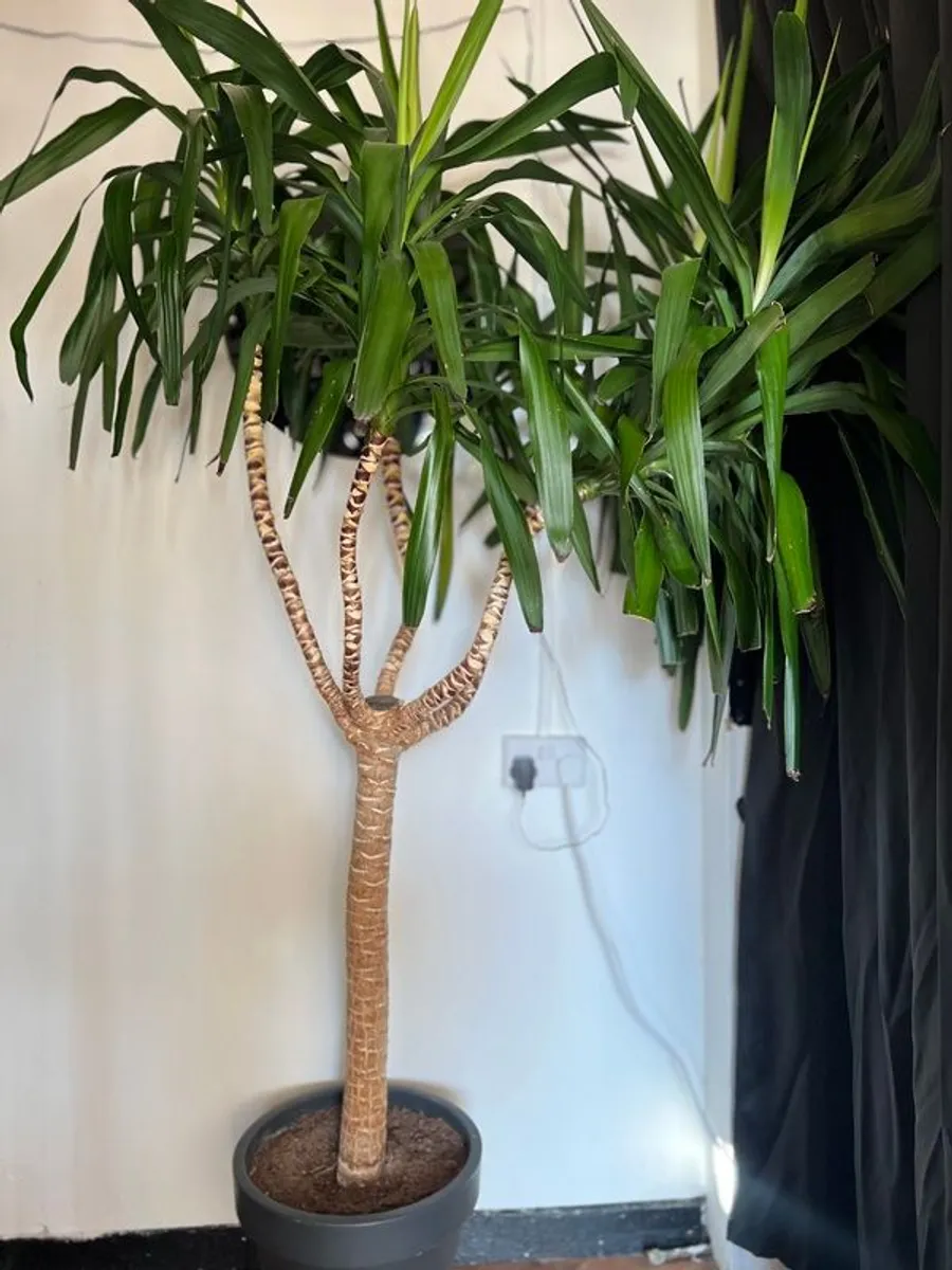 Yucca tree - Image 2
