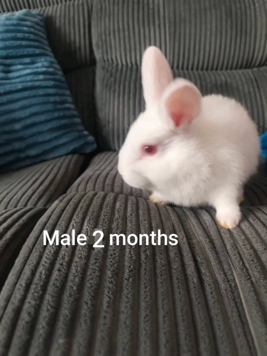 Rabbits - Image 3