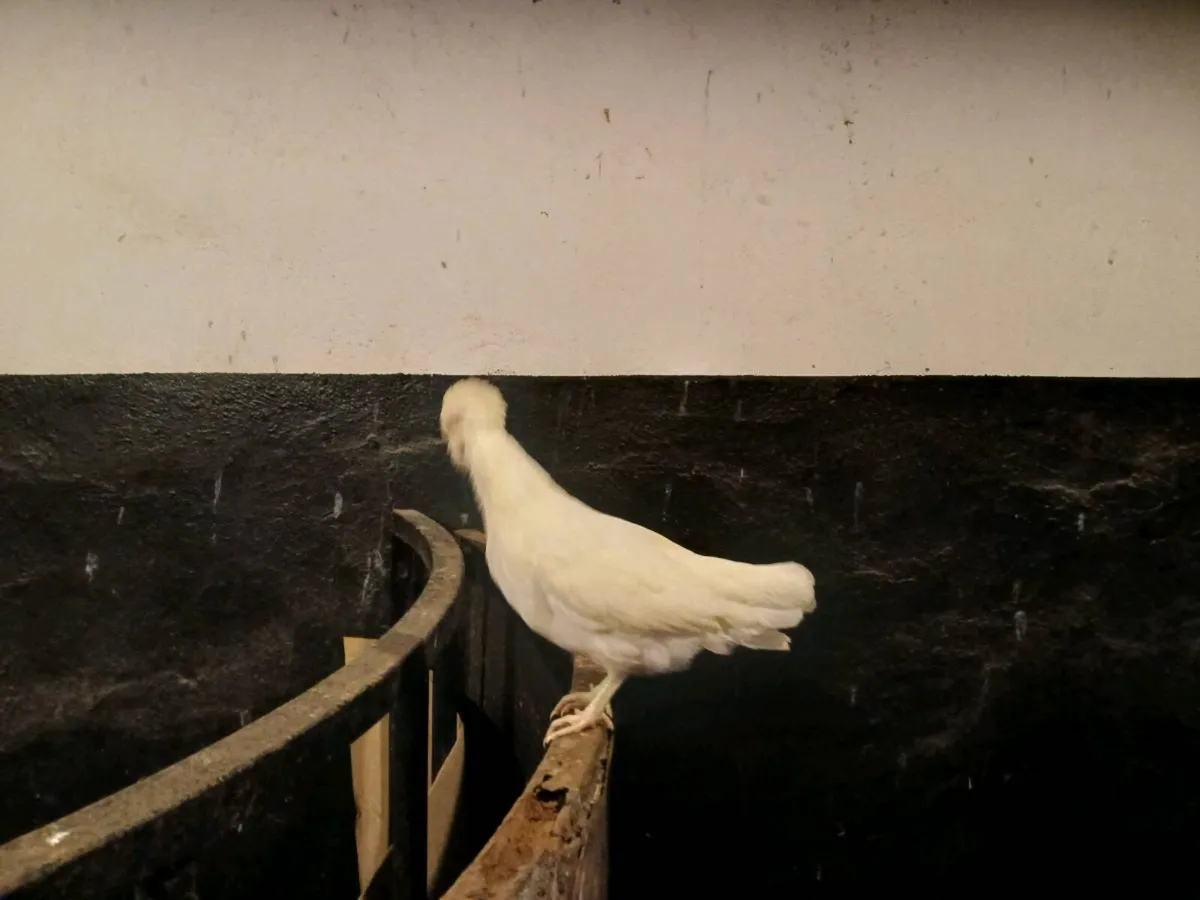 Polish bantam - Image 3