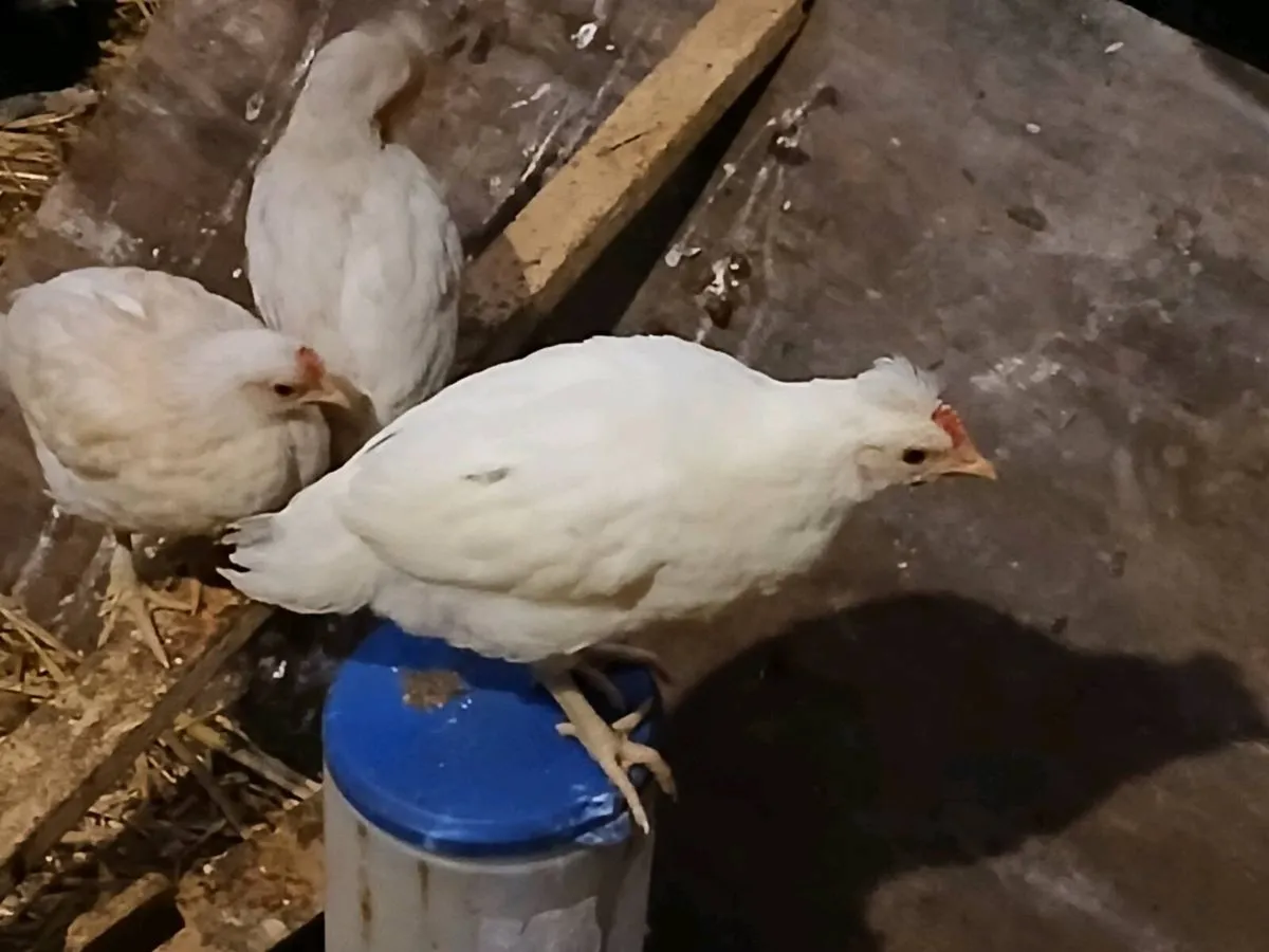 Polish bantam - Image 4