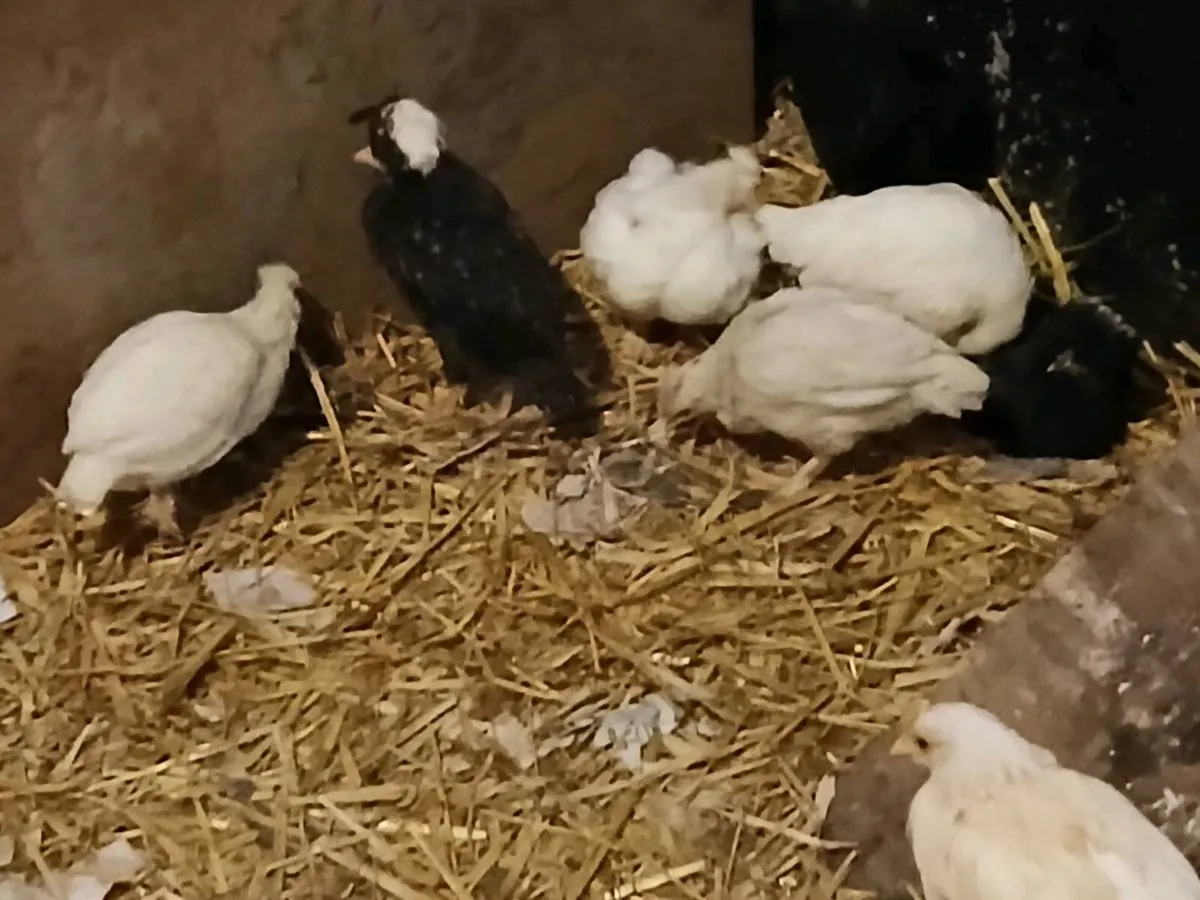 Polish bantam - Image 4