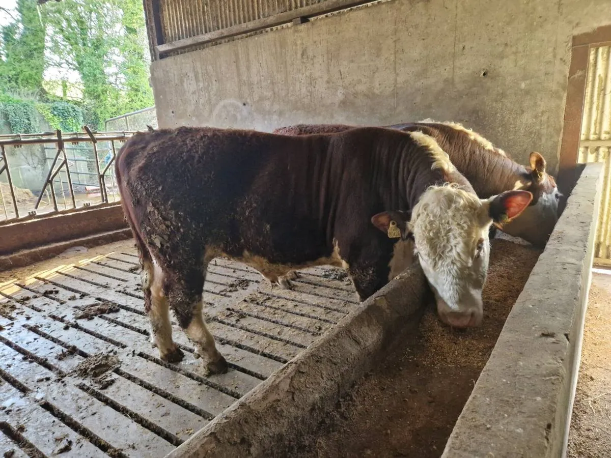 Pedigrèe Registered Hereford Bulls - Image 3