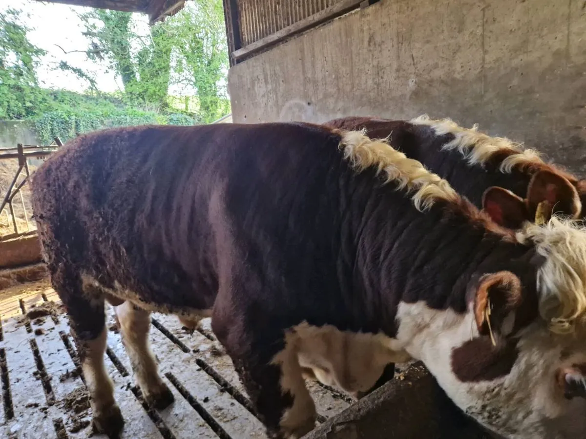 Pedigrèe Registered Hereford Bulls - Image 4