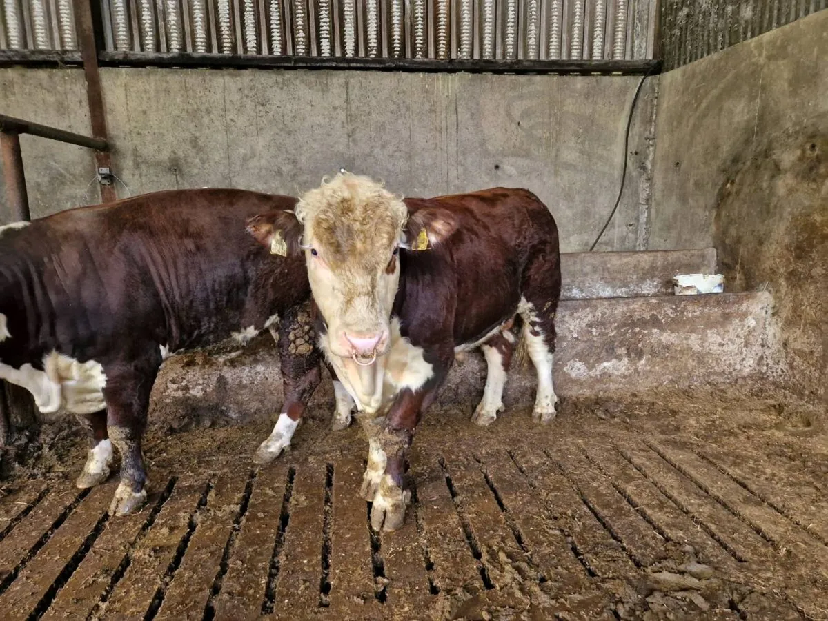 Pedigrèe Registered Hereford Bulls - Image 1