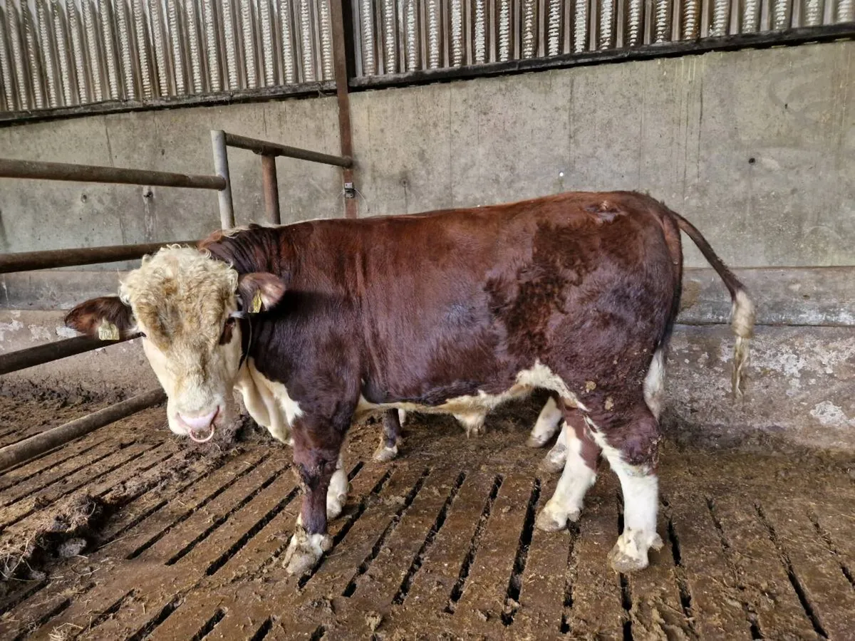 Pedigrèe Registered Hereford Bulls - Image 2