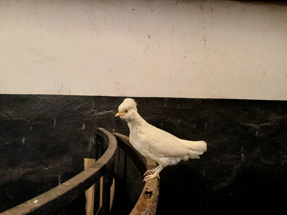 Polish bantam - Image 2