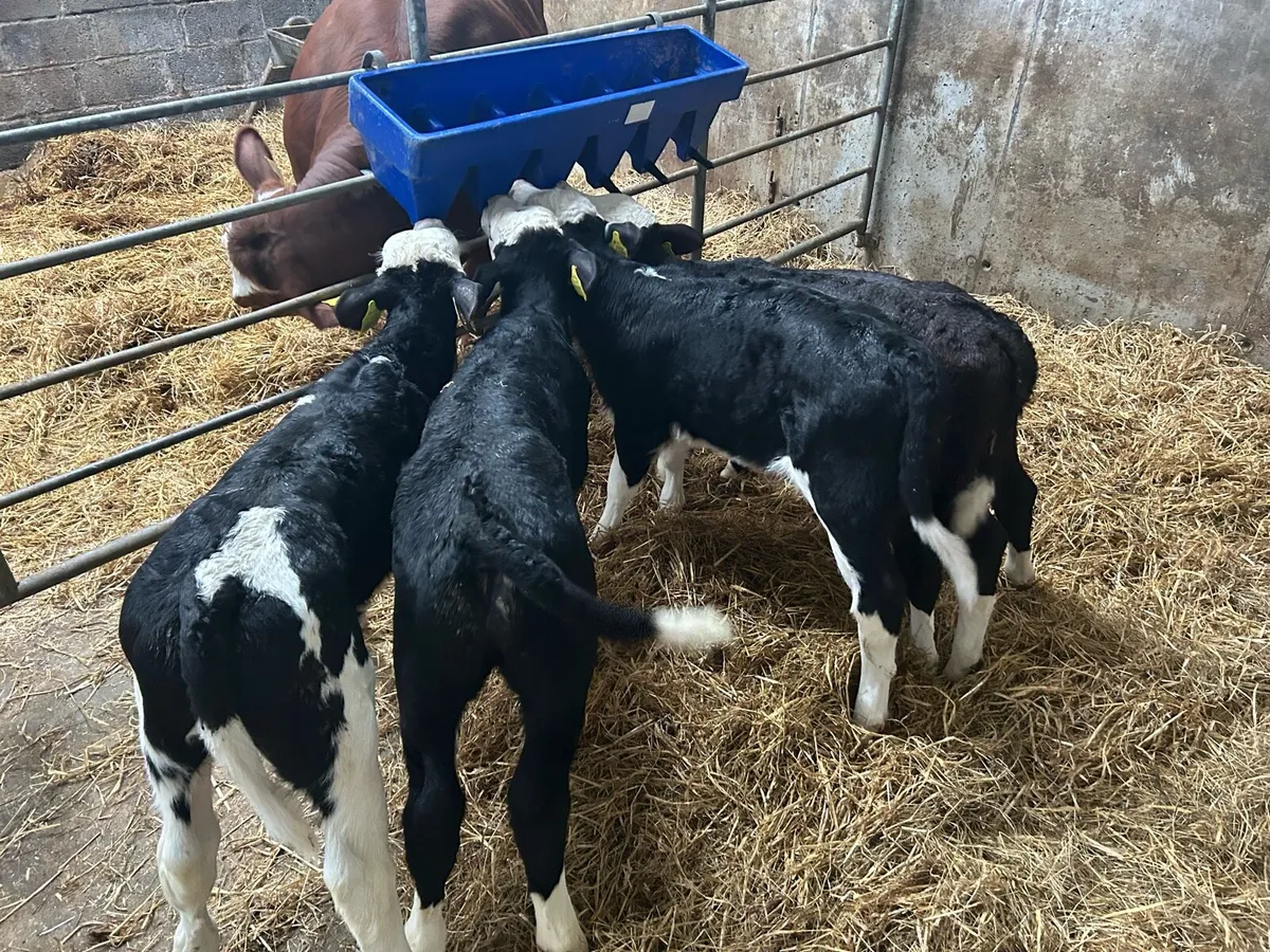 4 Top Quality Bull Calves - Image 1