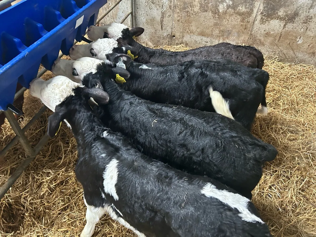 4 Top Quality Bull Calves - Image 2
