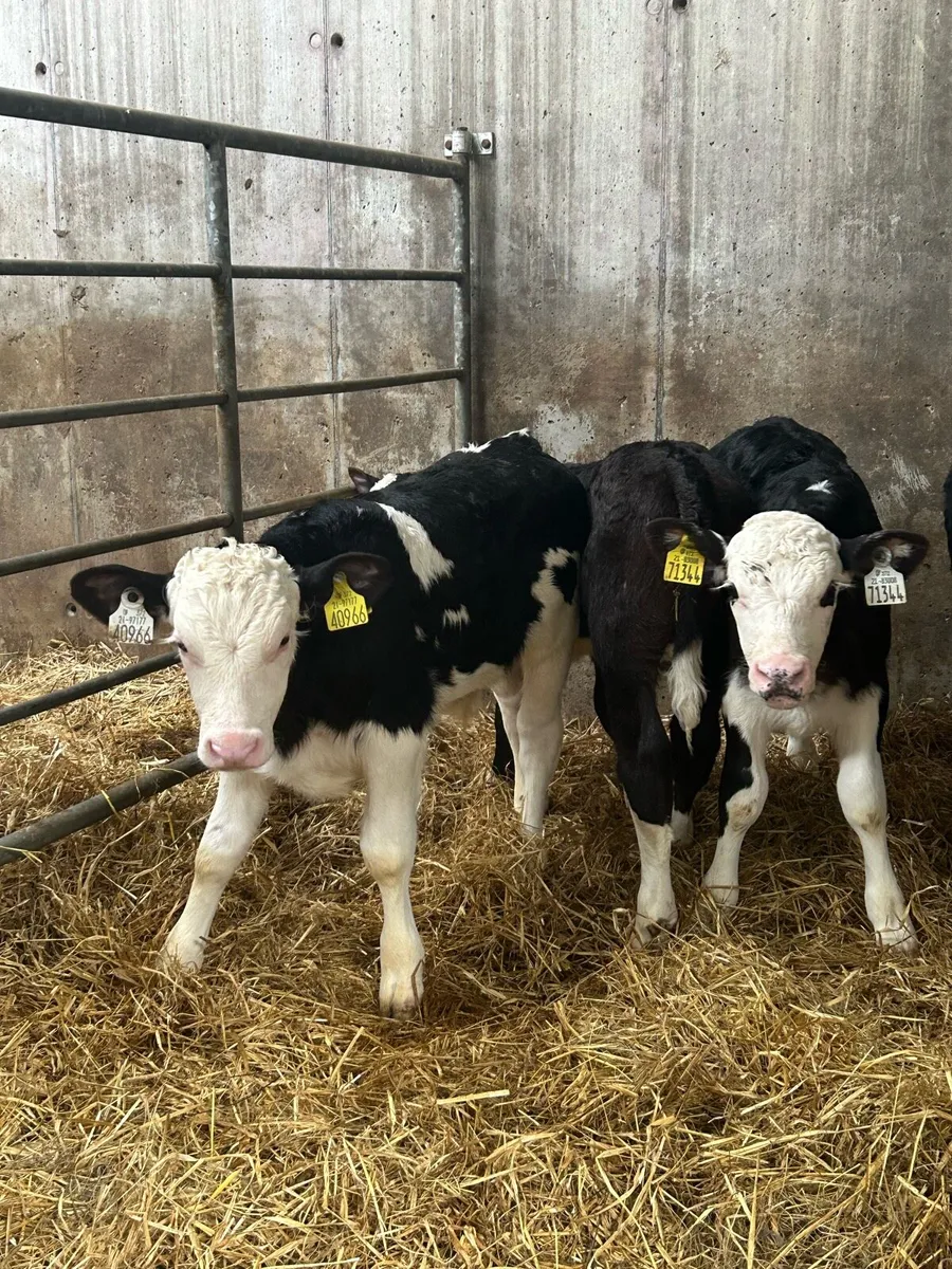 4 Top Quality Bull Calves - Image 4