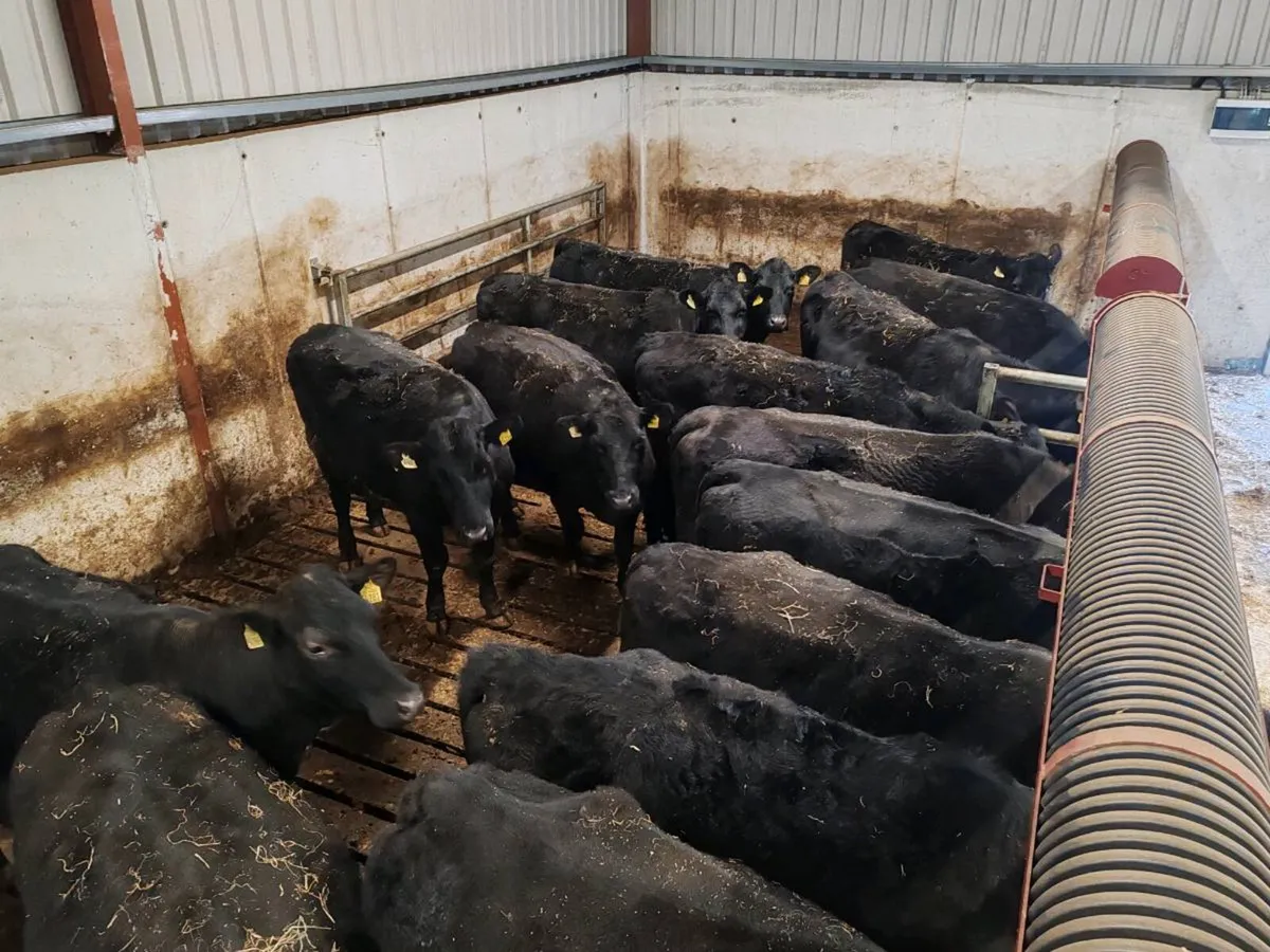 In calf heifers - Image 2