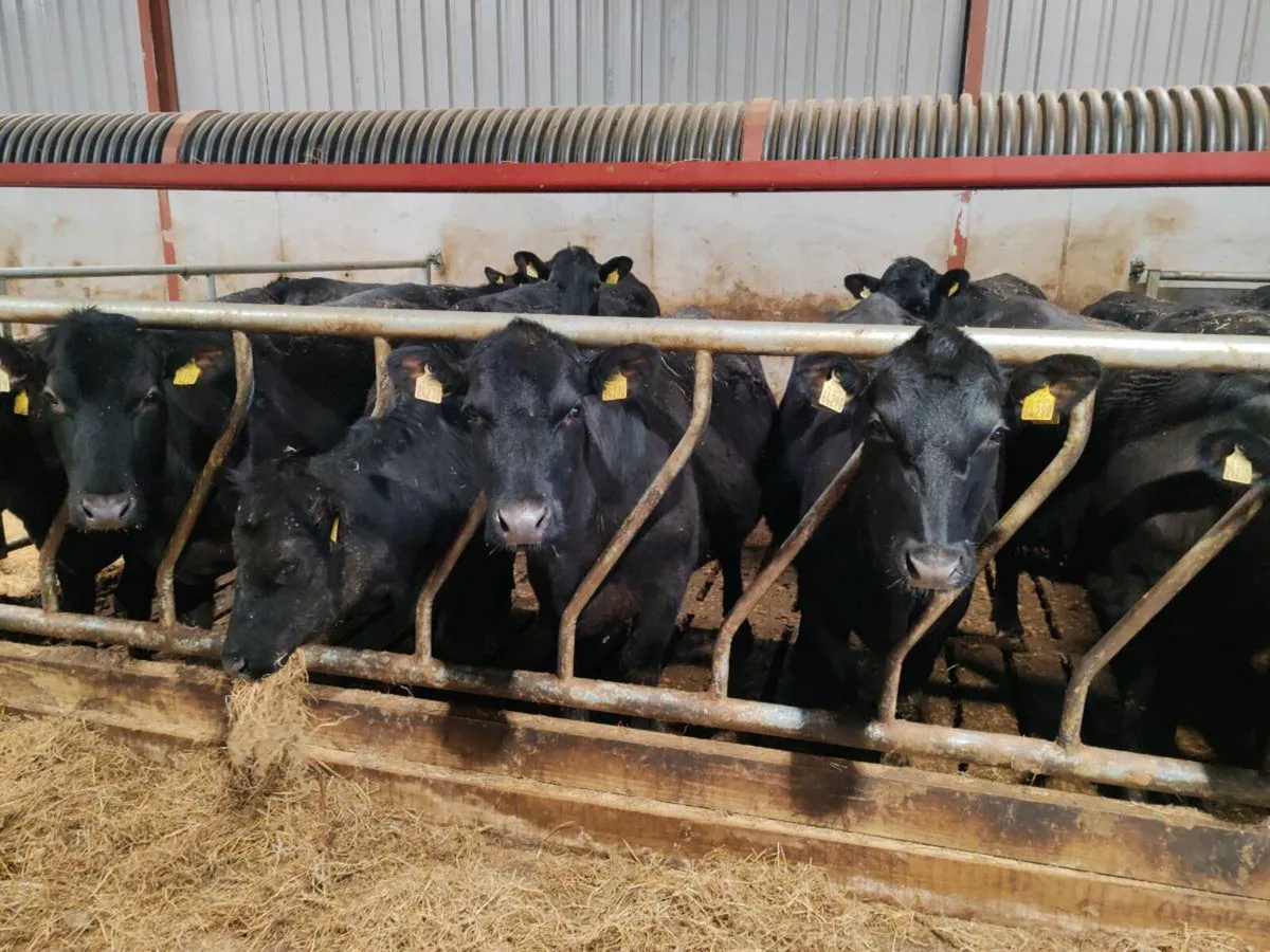 In calf heifers - Image 1