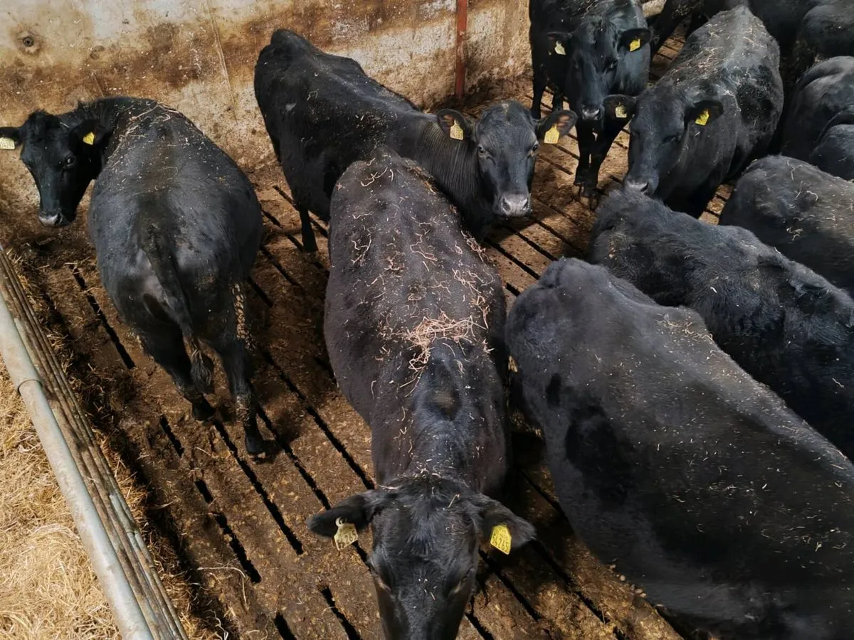 In calf heifers - Image 3