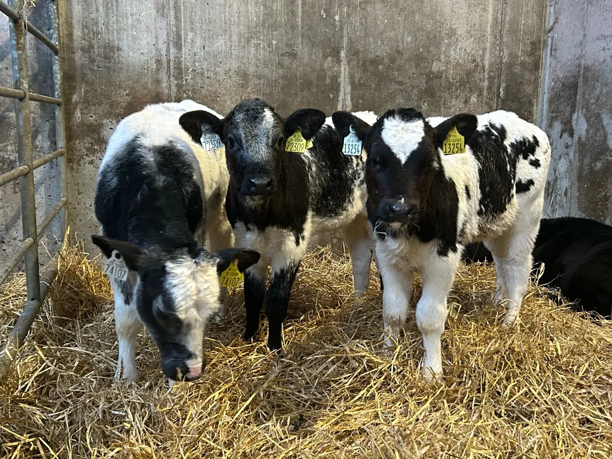 Belgium Blue Heifers - Image 1