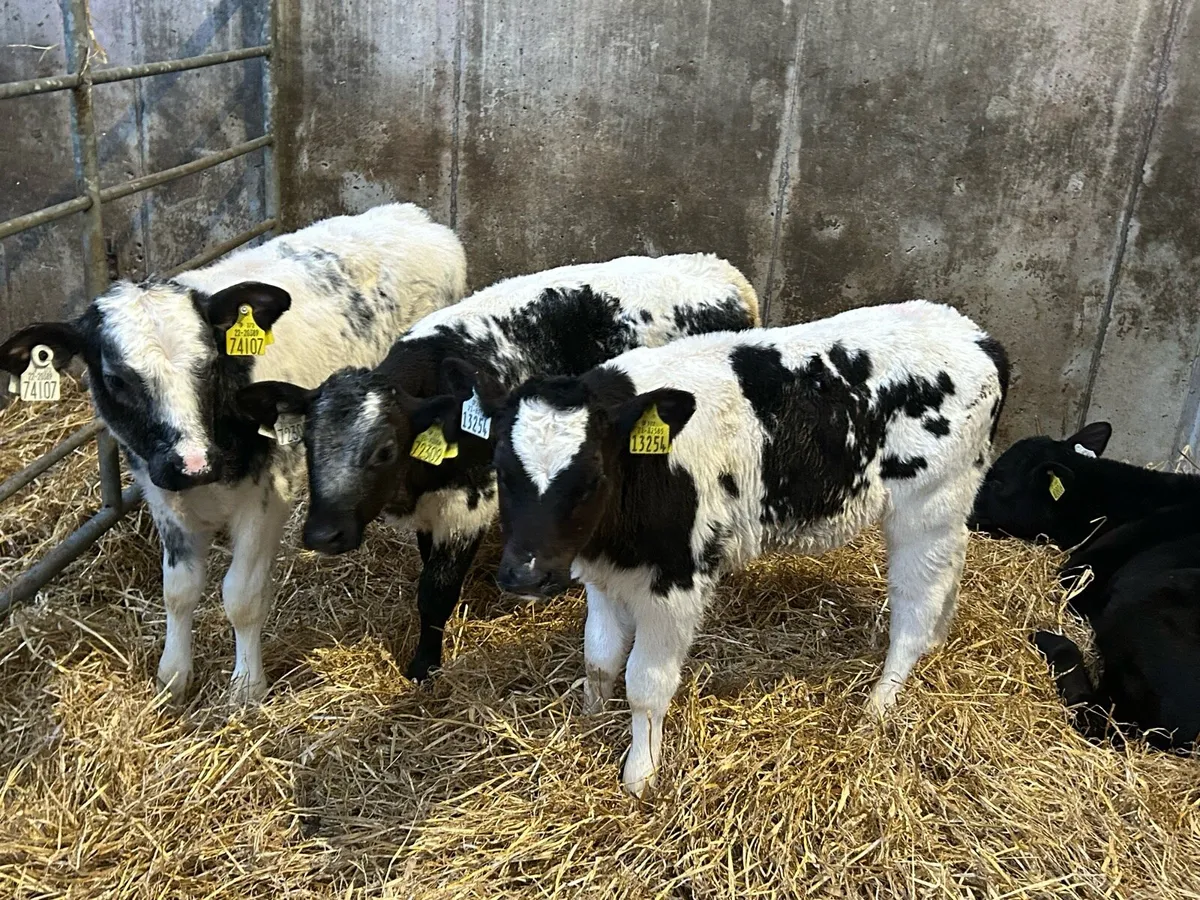 Belgium Blue Heifers - Image 2