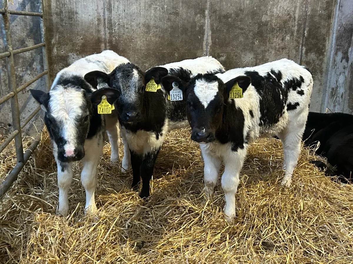 Belgium Blue Heifers - Image 3