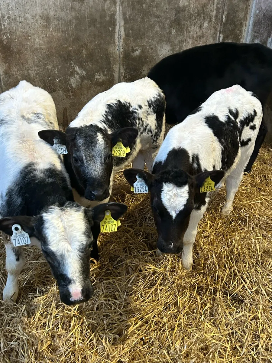 Belgium Blue Heifers - Image 4