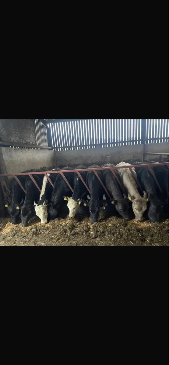 Aberdeen angus heifers - Image 2