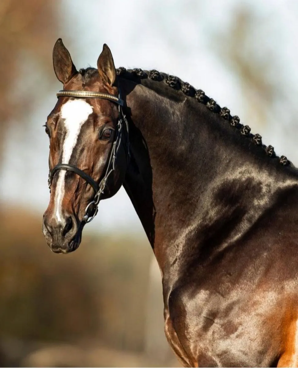 At Stud: ARISTOTELES V - Image 1