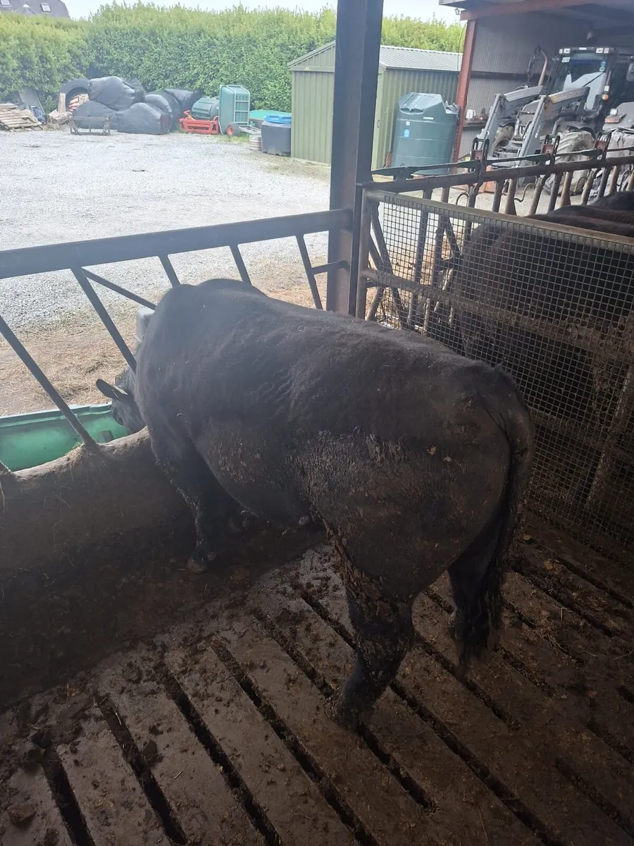 Purebred polly - Image 2