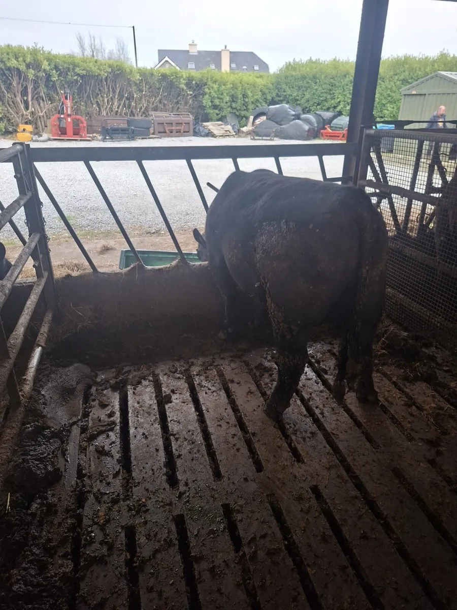 Purebred polly - Image 1