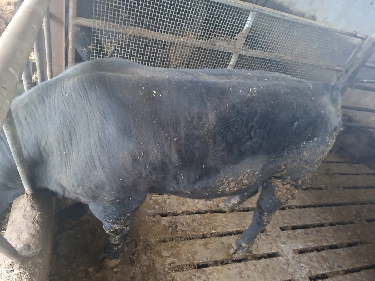 Purebred polly - Image 4