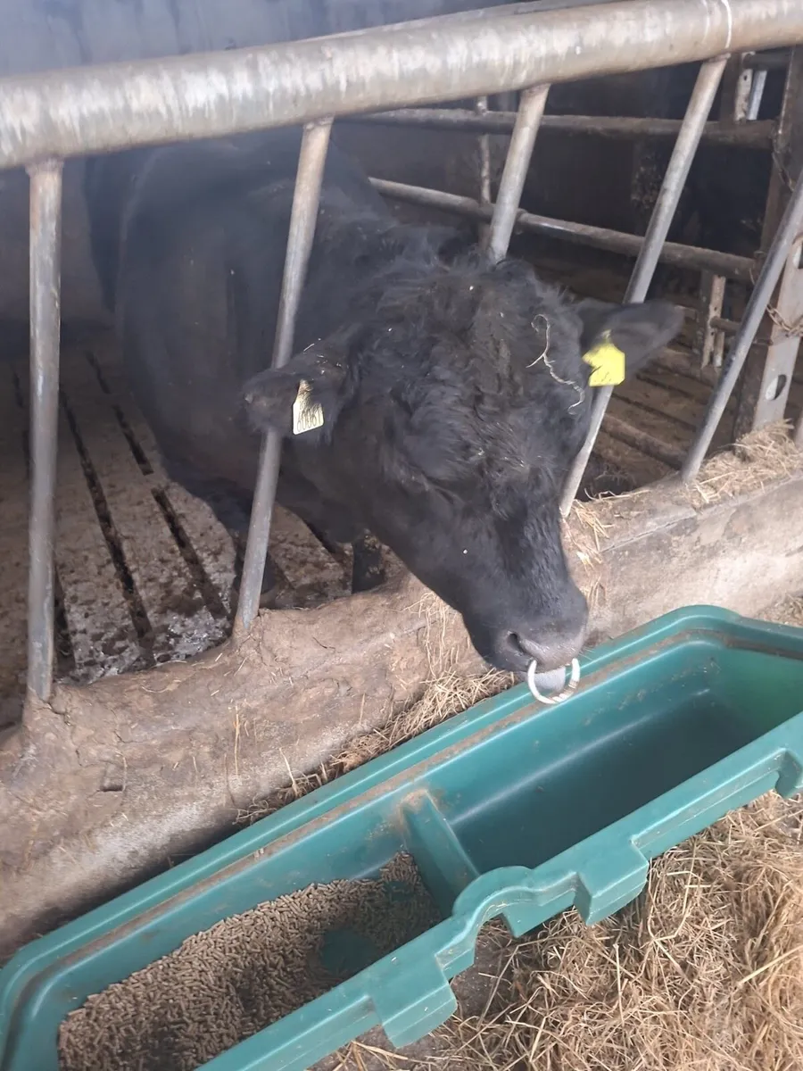 Purebred polly - Image 3