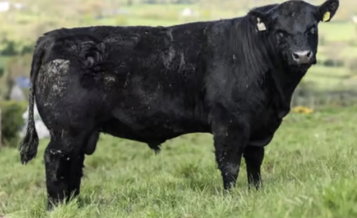 Pedigree Breeding Bulls Kanturk Mart TOMORROW - Image 1