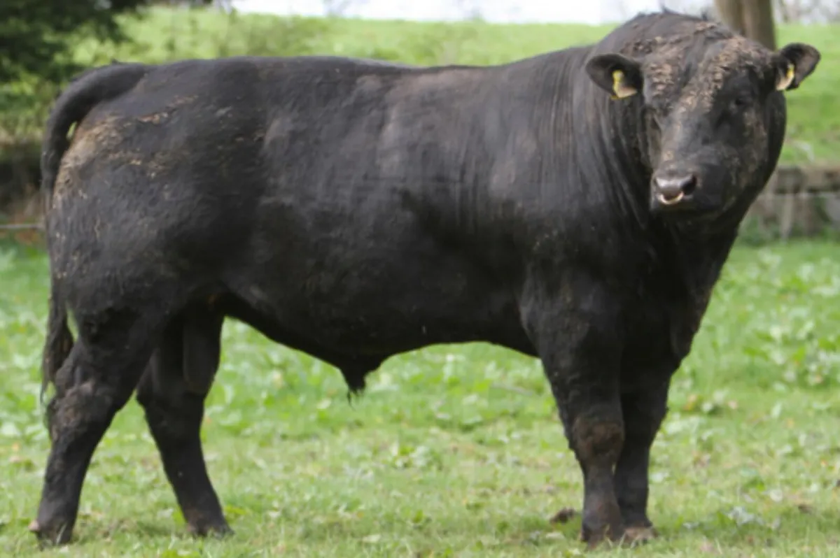 Pedigree Breeding Bulls Kanturk Mart TOMORROW - Image 2
