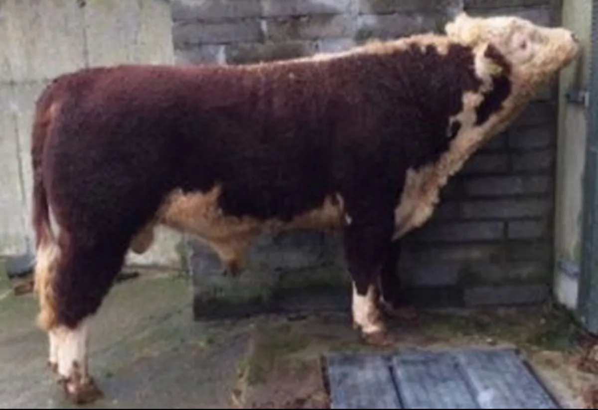 Pedigree Breeding Bulls Kanturk Mart TOMORROW - Image 3
