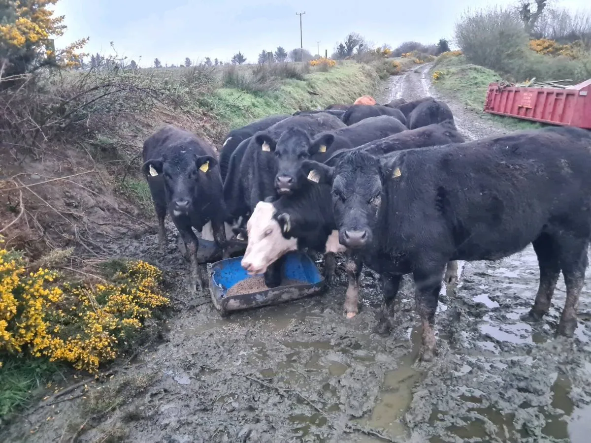 Yearling Heifers - Image 1