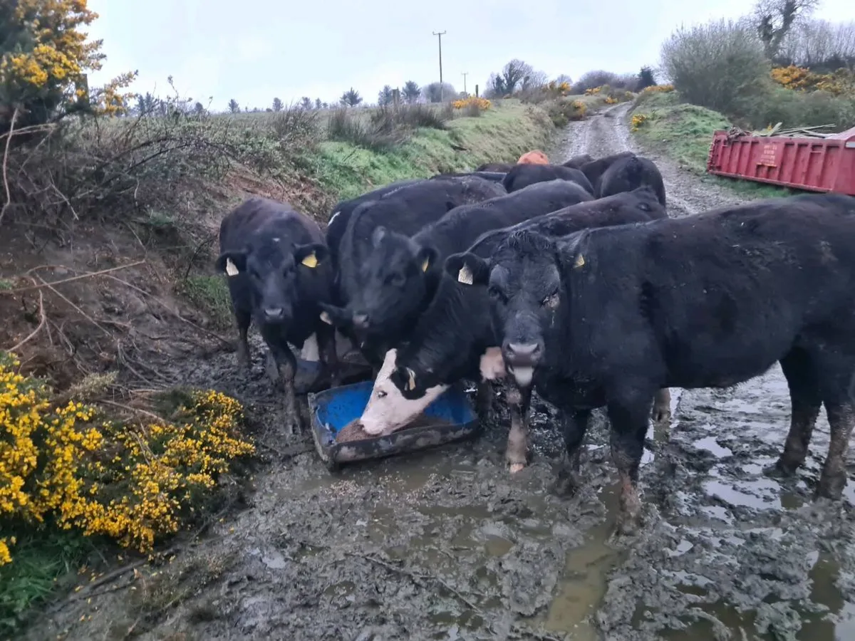 Yearling Heifers - Image 2