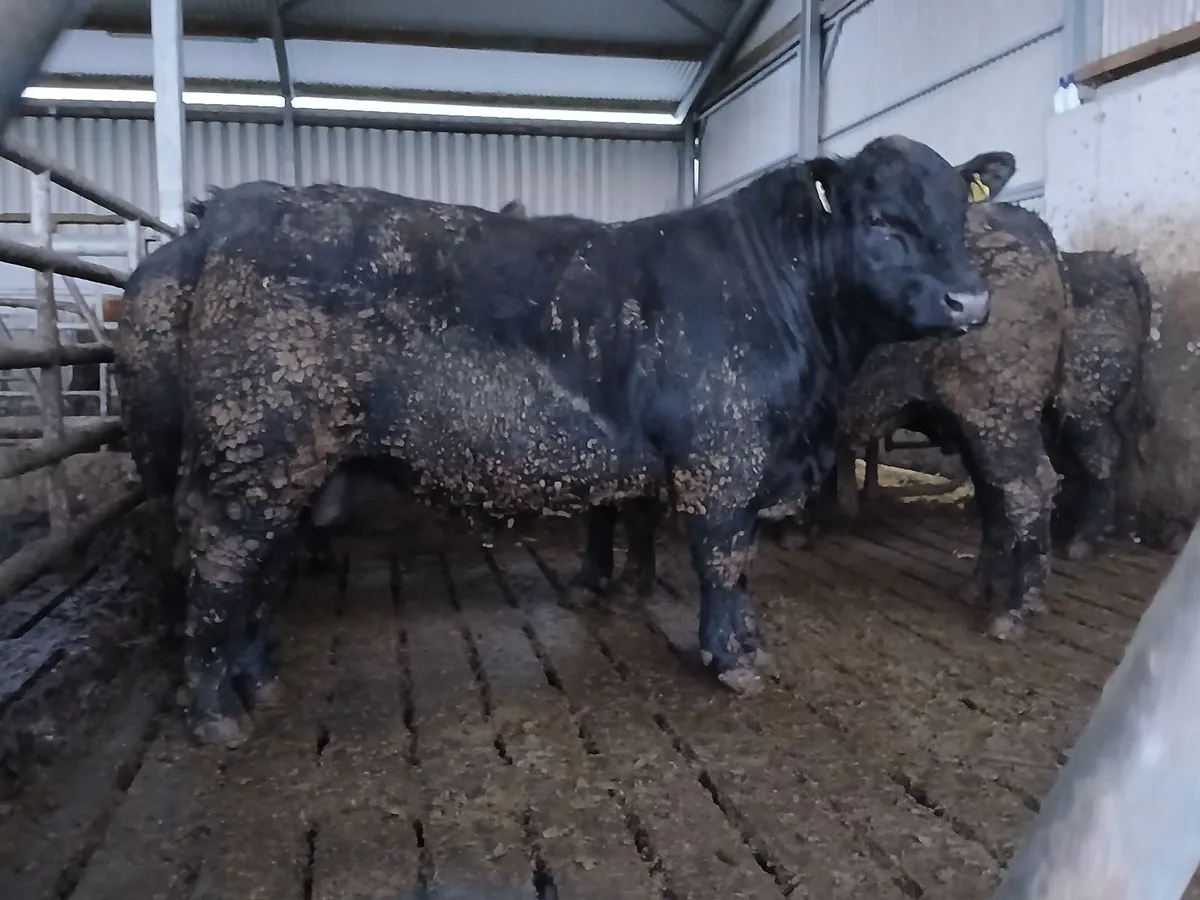 PBR Angus Bulls - Image 2