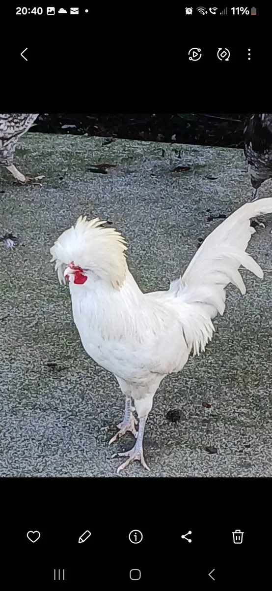 Polish bantam - Image 1