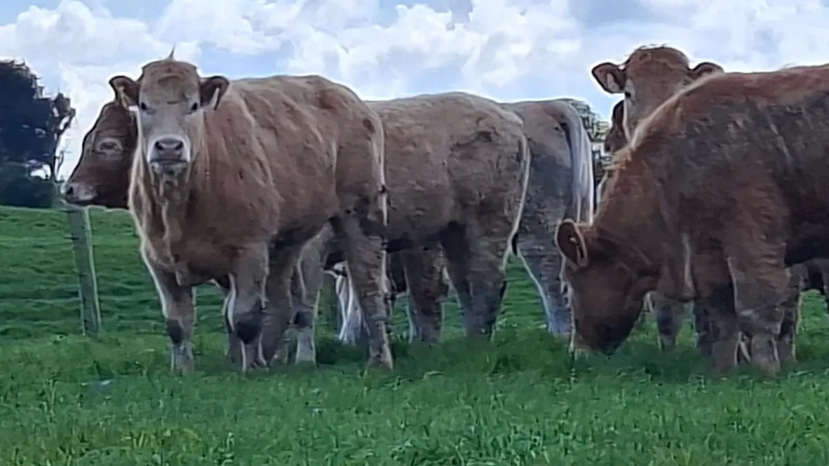 Super u grade chx heifer's - Image 2