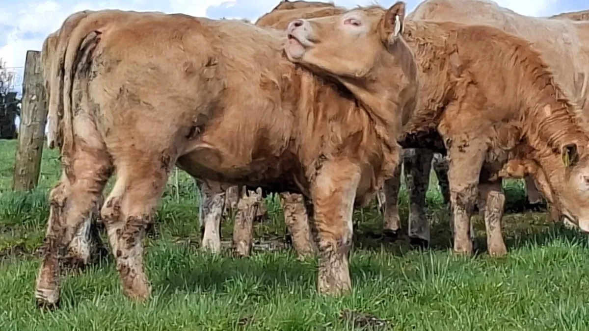 Super u grade chx heifer's - Image 4