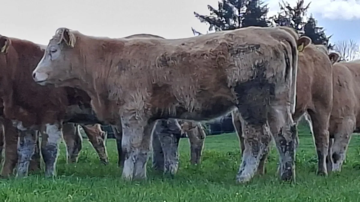 Super u grade chx heifer's - Image 3