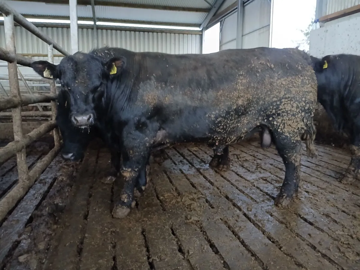 PBR Angus Bulls - Image 1