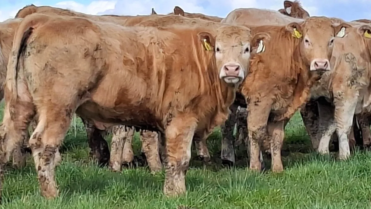 Super u grade chx heifer's - Image 1