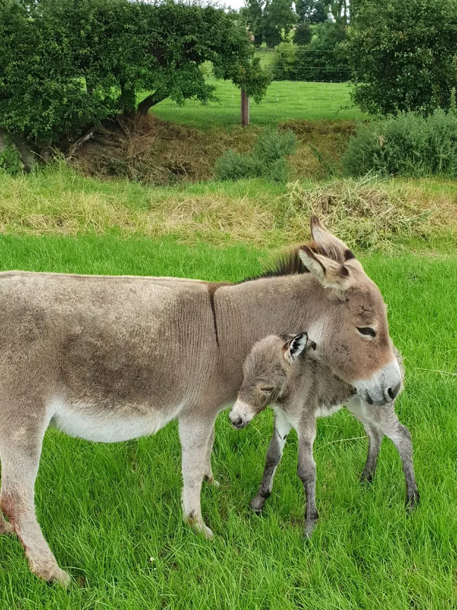 Miniature Jack Donkey - Image 3
