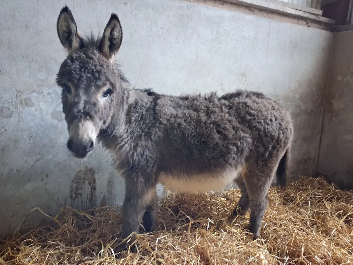 Miniature Jack Donkey - Image 4