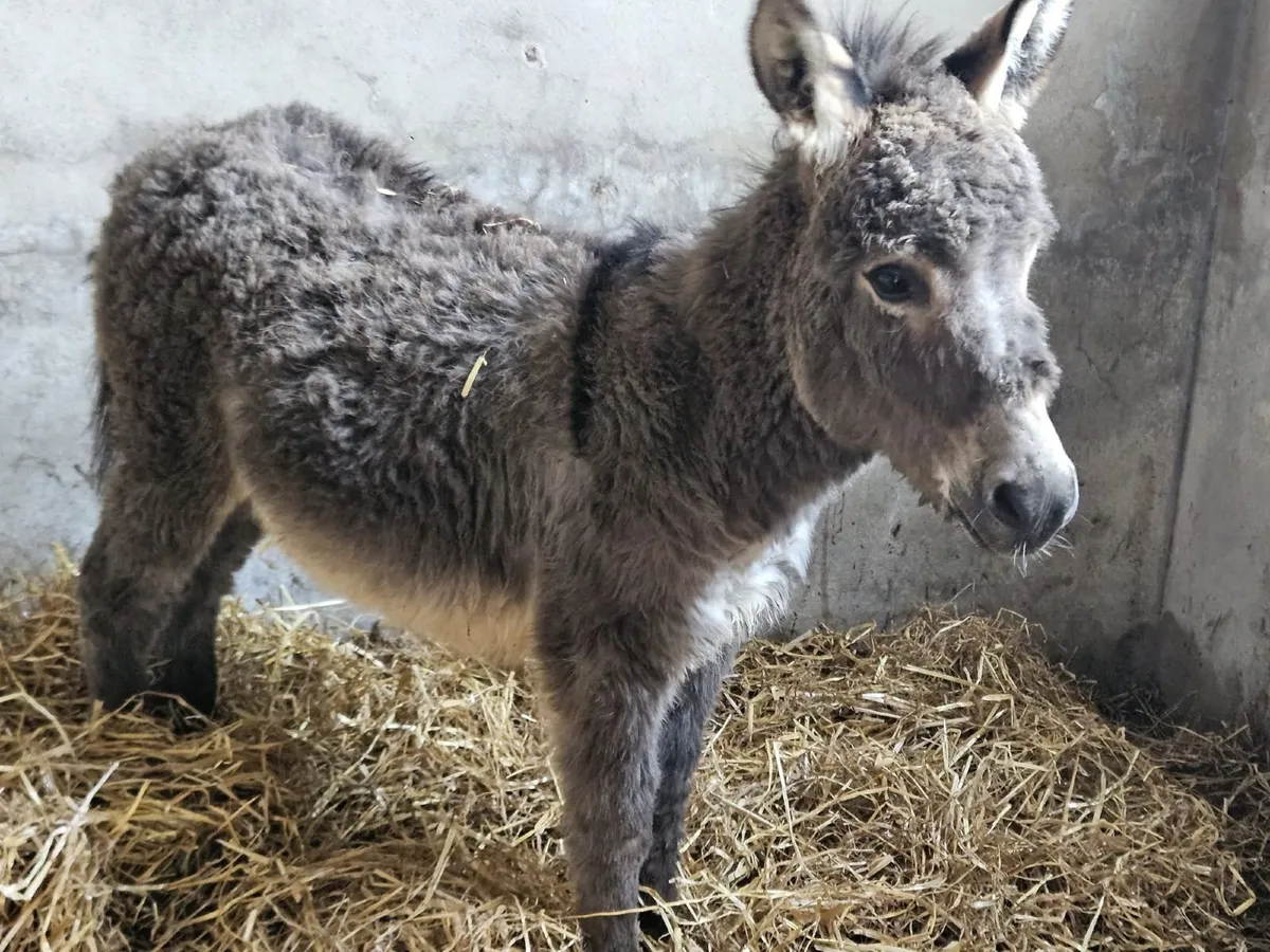 Miniature Jack Donkey - Image 1
