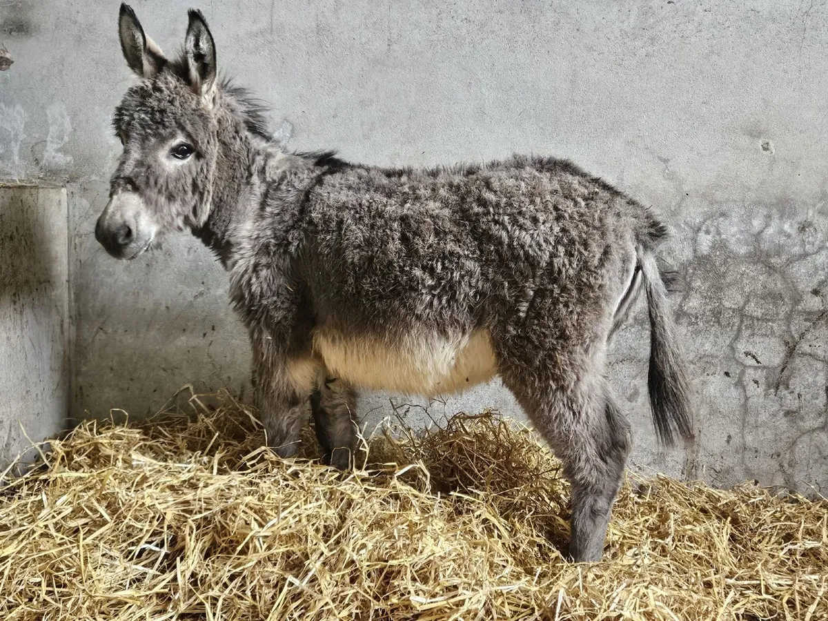 Miniature Jack Donkey - Image 2