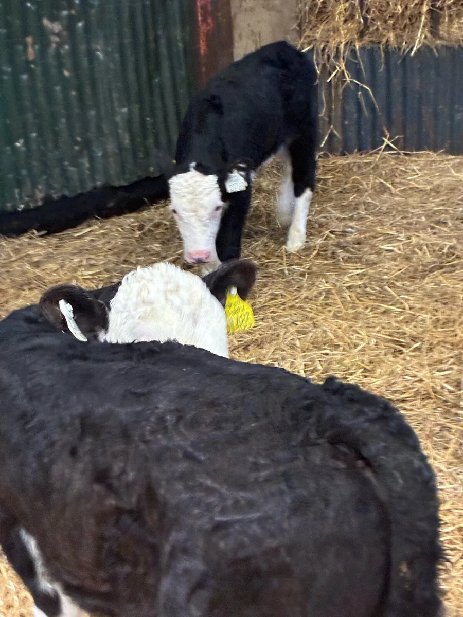 SUPER QUALITY HEREFORD HEIFER AND BULL CALVES - Image 3