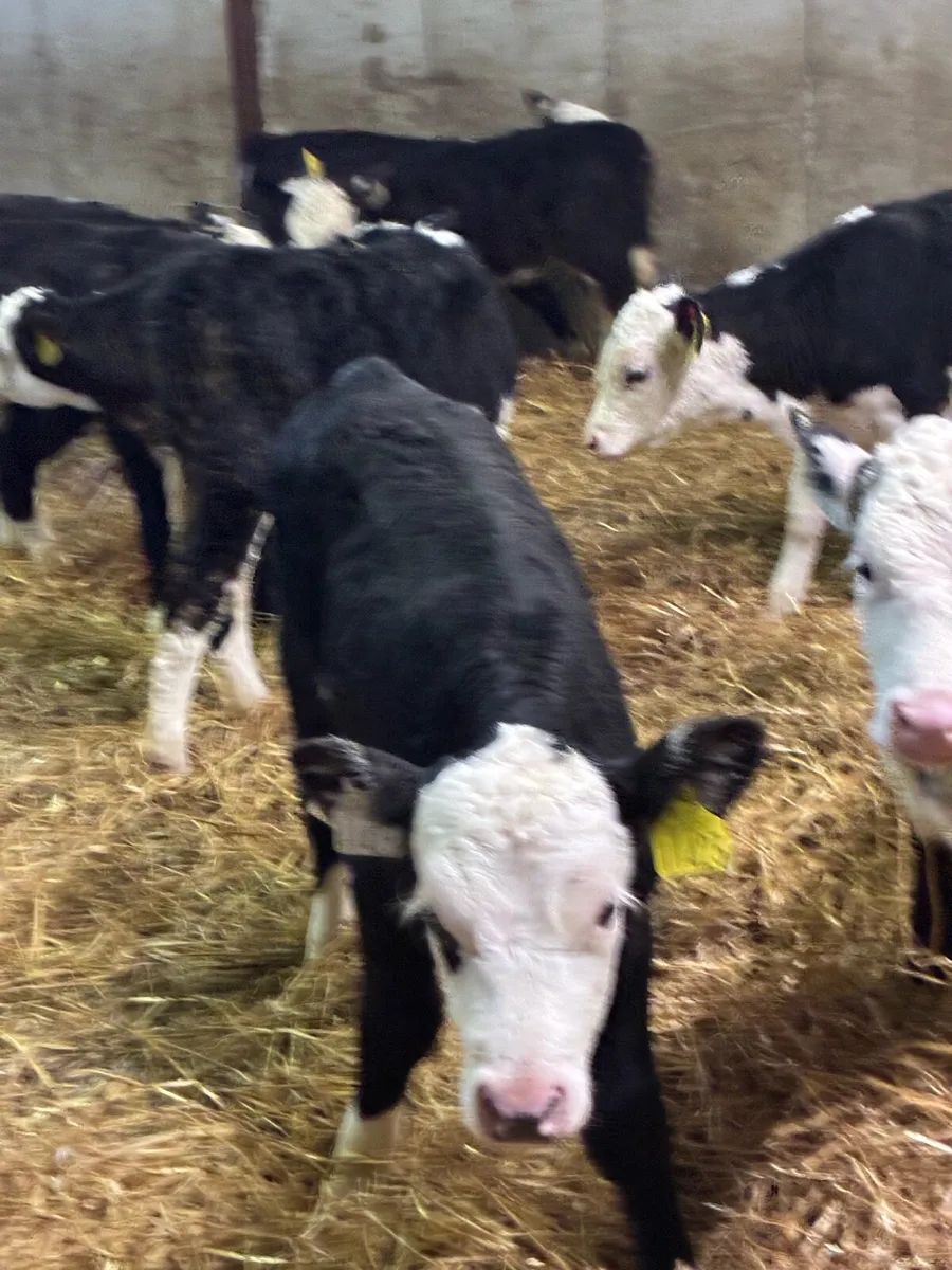 SUPER QUALITY HEREFORD HEIFER AND BULL CALVES - Image 4