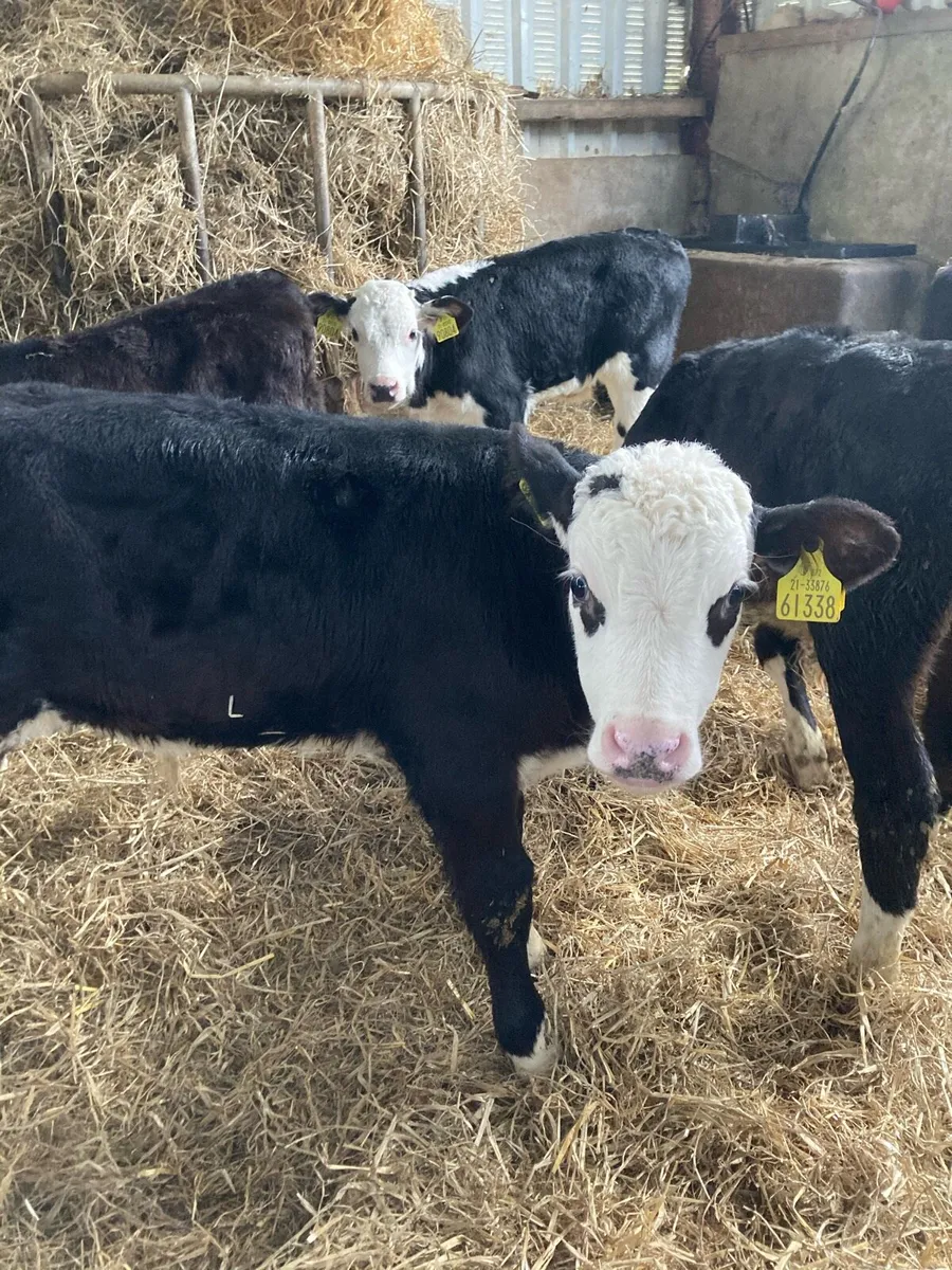 SUPER QUALITY HEREFORD HEIFER AND BULL CALVES - Image 1